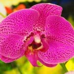 storczyk Phalaenopsis różowy