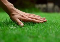 Jak założyć trawnik – krok po kroku?