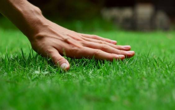Jak założyć trawnik – krok po kroku?