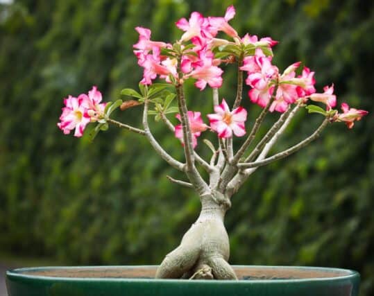 Róża pustyni (Adenium Obesum) Kwitnąca róża pustyni