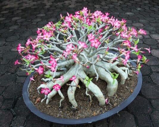 Róża pustyni (Adenium Obesum) Sadzonka adenium z różowymi kwiatami w doniczce, roślina ozdobna na taras lub do ogrodu.
