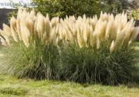Atrakcyjny element ogrodu Trawa pampasowa