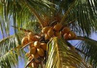 Palma kokosowa niezbyt łatwa w uprawie palma