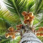 palma kokosowa z kokosami