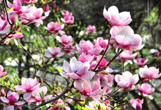 magnolia krzew