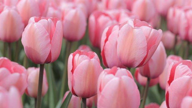 cebule kwiatowe sadzone jesienią - cebule tulipanów