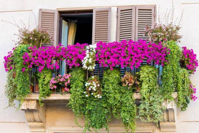 kwiaty na balkonie