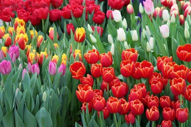 kolorowe tulipany