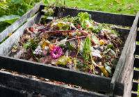 Dlaczego kompost jest nawozem naturalnym?