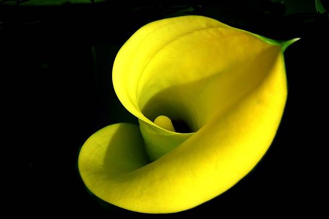 kwiat kalia doniczkowa żółta