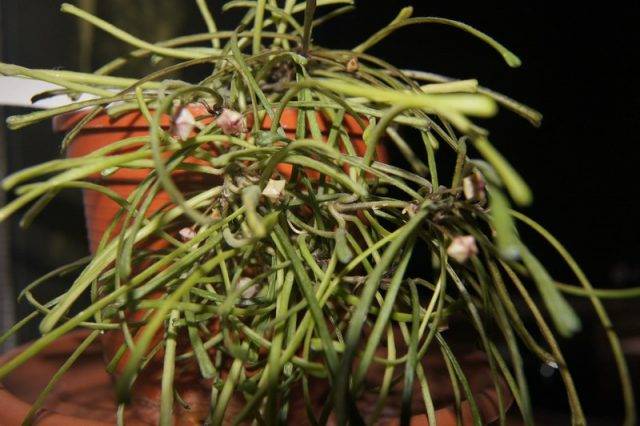 hoya roślina doniczkowa gatunek hoya retusa
