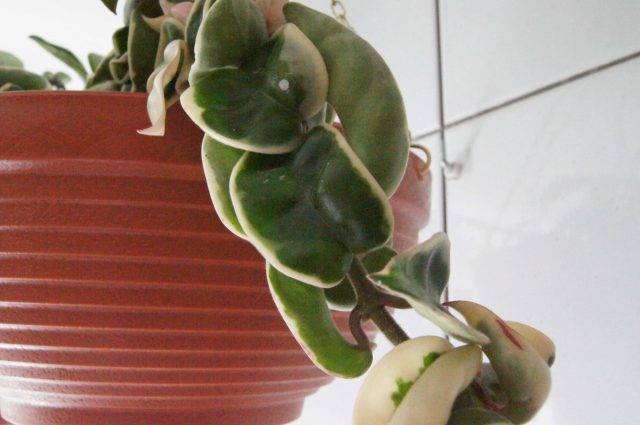 Hoya hoja compacta variegata