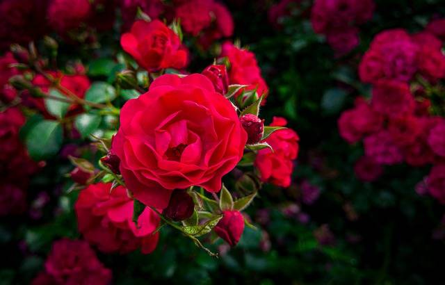 róże ogrodowe czerwone