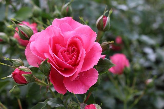 róże ogrodowe najpopularniejsze rośliny w ogrodzie