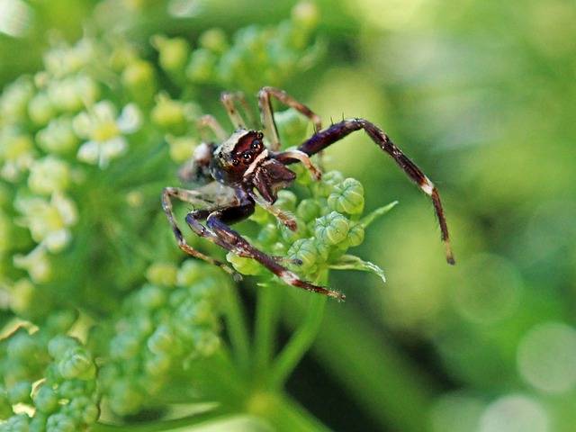 pożyteczne owady w ogrodzie pająki