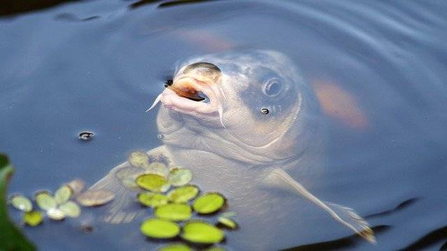 ryby do oczka wodnego karpie