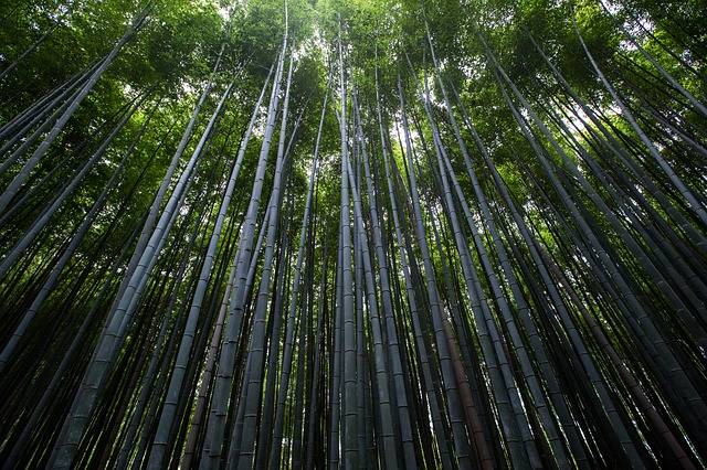rosnący bambus