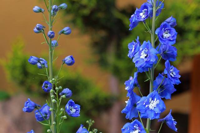 niebieski ogród roślina o niebieskich kwiatach ostróżka