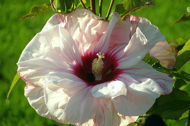 kwiat hibiskusa