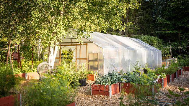 pomysł na ogród warzywny folia i warzywa w donicach