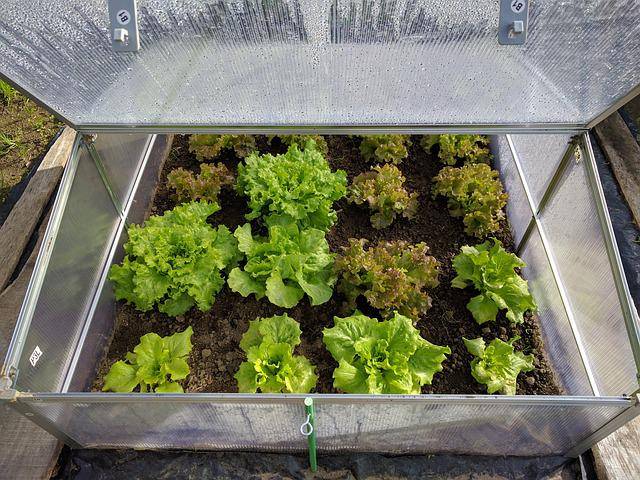 pomysł na ogród warzywny inspekt z sałatą