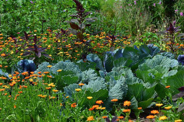 Pomysł na ogród warzywny