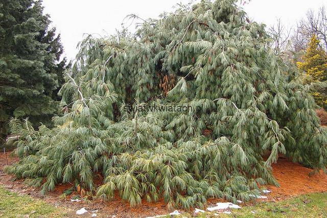 krzewy iglaste płacząca sosna biała Pinus strobus 'Pendula'