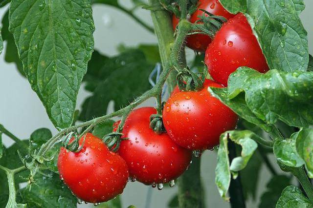 prace ogrodowe w lipcu nawożenie pomidorów