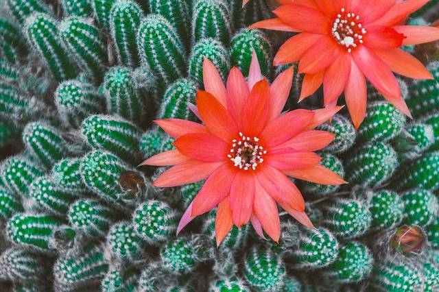 modne kwiaty doniczkowe kaktusy