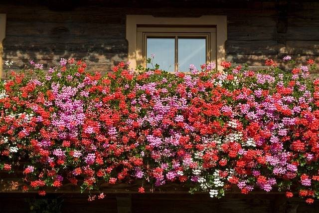 kwiaty balkonowe pelargonie