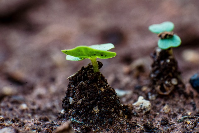 Gleba i nawożenie to gwarantowany sukces w uprawie Twoich roślin na działce i w ogrodzie