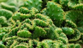 Jak powinno się dbać o kaktusy?