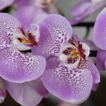 czy storczyki są trujące dla kotów Filename: orchidee-liliowa-purple.jpg.