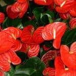 anturium czerwone Radozielone liście flamingo anthurium doniczkowa roślina ogrodowa roślina ozdobna indoor kwiaty.