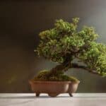 jak dlugo rosnie bonsai - Mistrz bonsai w doniczce, japońskie drzewo miniature w starannie utrzymanej formie.