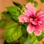 róża chińska hibiskus róża chińska domowa hibiskus
