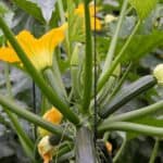 Cukinia rosnąca w warzywniku Zielona cukinia rosnąca pod dużymi liśćmi na grządce