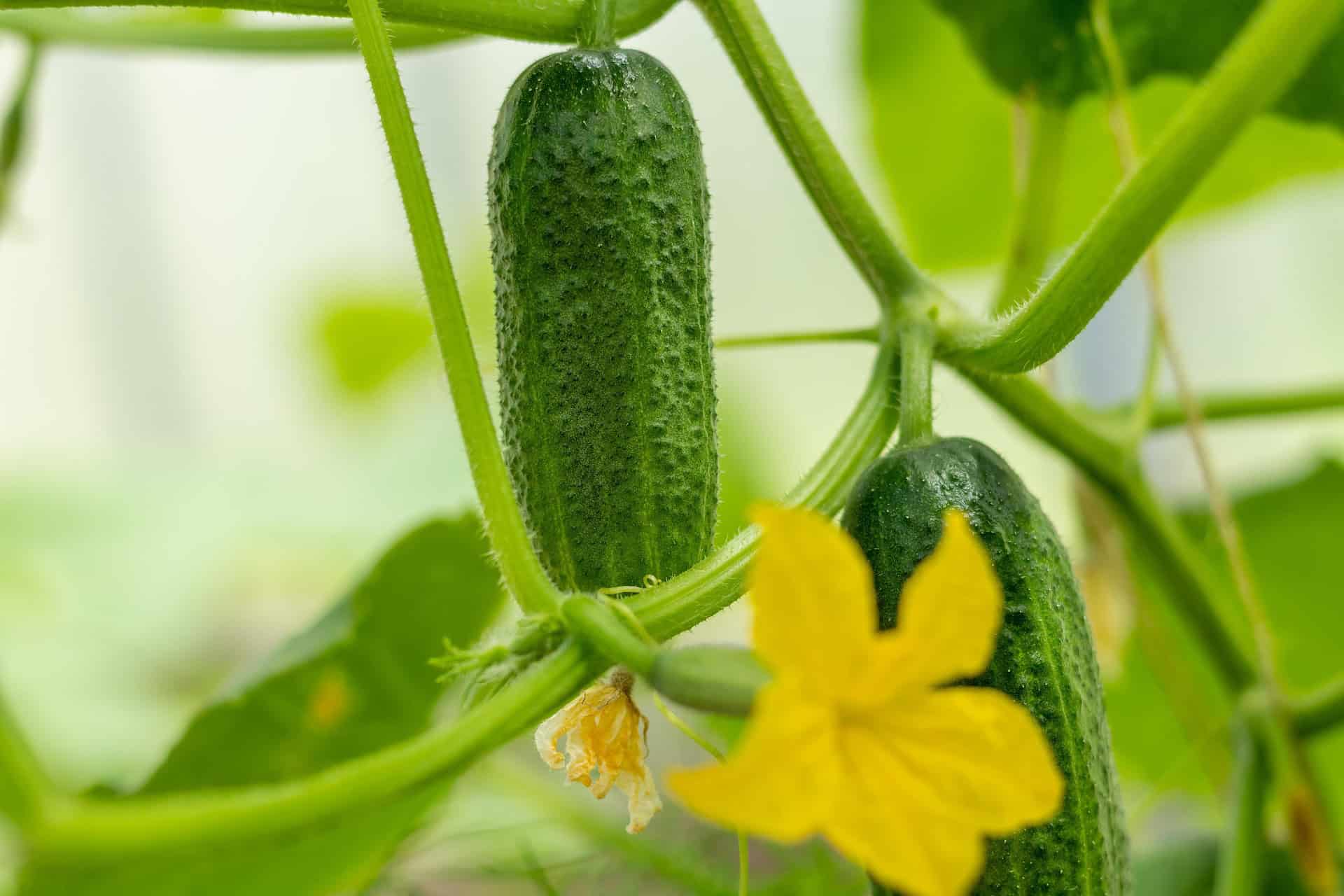 Zielone ogórki gruntowe dojrzewające na pędach w warzywniku