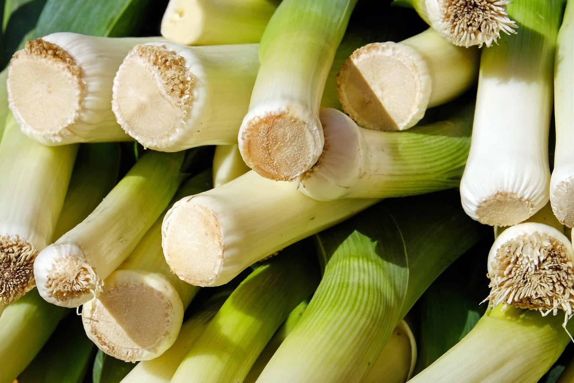 Świeże pory z korzeniami ułożone po zbiorze z ogrodu